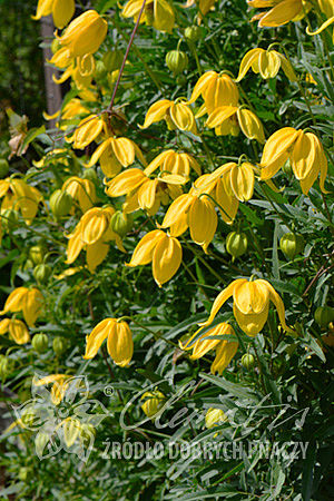 Clematis 'Kaśka'