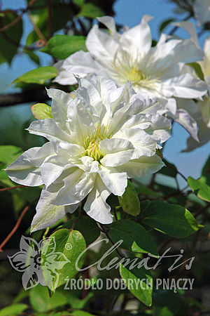 Clematis 'First Love'PBR