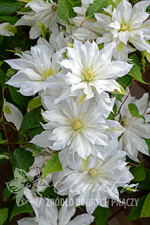 Clematis 'First Love'PBR