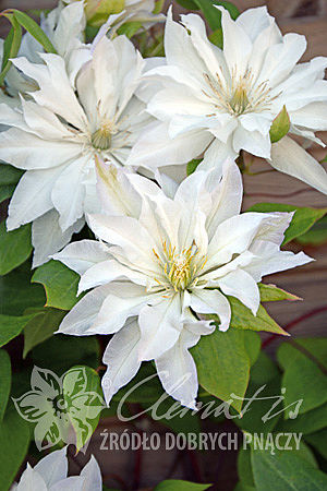 Clematis 'First Love'PBR