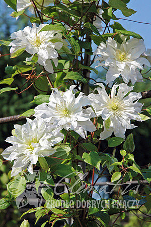 Clematis 'First Love'PBR