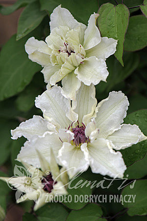 Clematis 'Maria Kaczyńska'