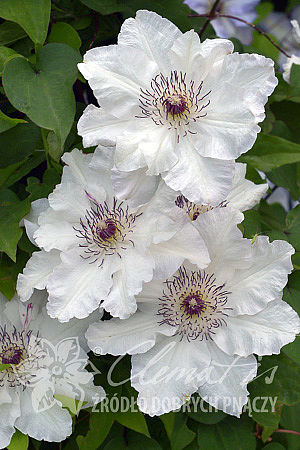 Clematis 'Maria Kaczyńska'