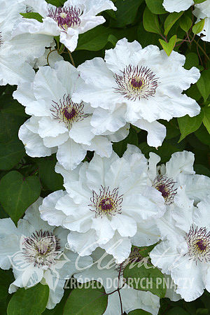 Clematis 'Maria Kaczyńska'