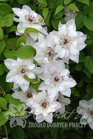 Clematis 'Maria Kaczyńska'