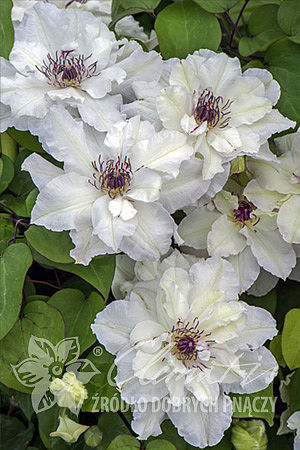 Clematis 'Maria Kaczyńska'