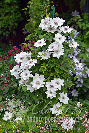 Clematis 'Maria Kaczyńska'