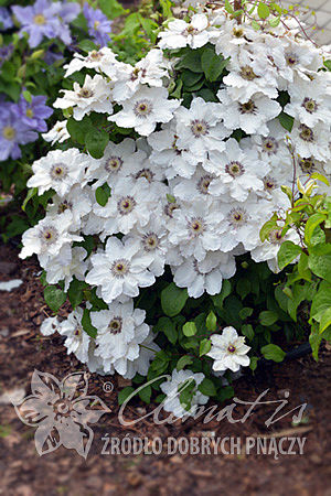 Clematis 'Maria Kaczyńska'