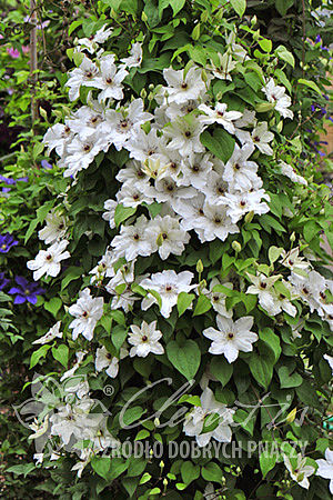 Clematis 'Maria Kaczyńska'