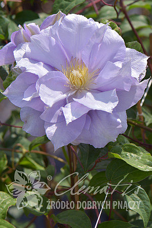 Clematis 'Louise Rowe'
