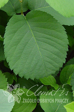 Amelanchier alnifolia 'Martin'