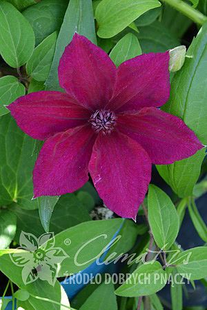 Clematis 'Perida'