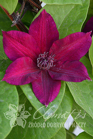 Clematis 'Perida'