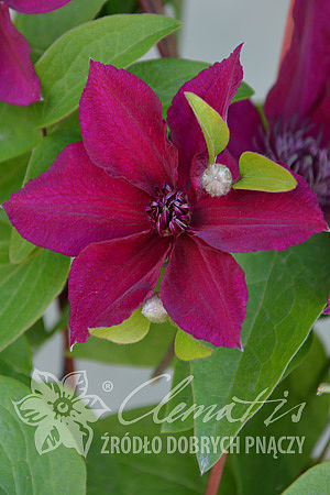 Clematis 'Perida'