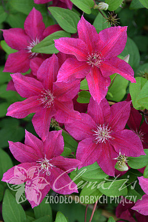 Clematis 'Perida'