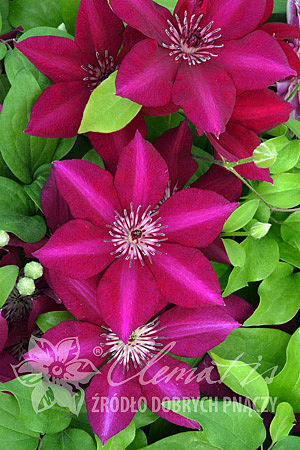 Clematis 'Perida'