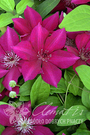 Clematis 'Perida'