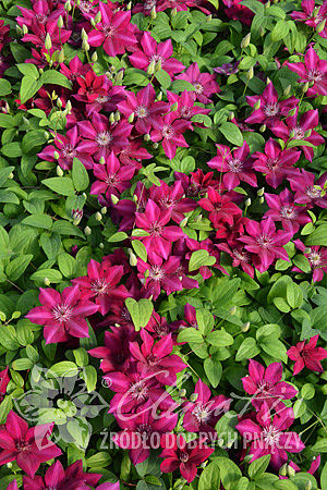 Clematis 'Perida'