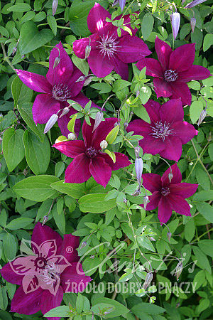 Clematis 'Perida'