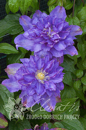 Clematis  'Vyvyan Pennell'