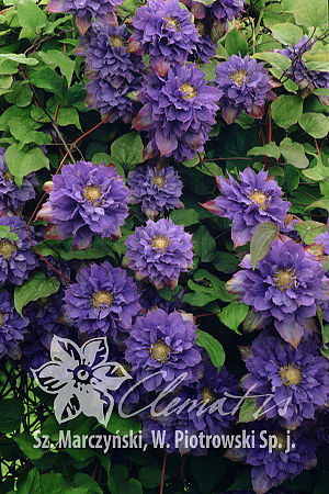 Clematis  'Vyvyan Pennell'
