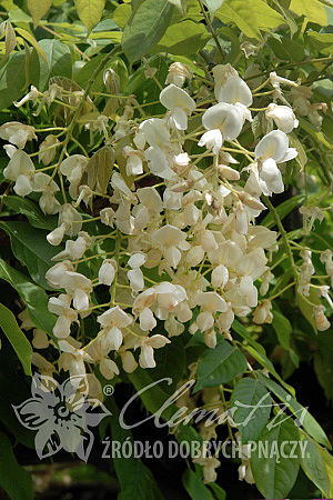 Wisteria brachybotrys 'White Silk'