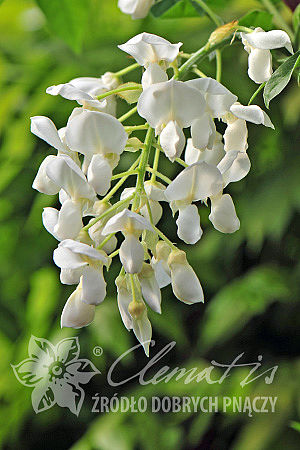 Wisteria brachybotrys 'White Silk'