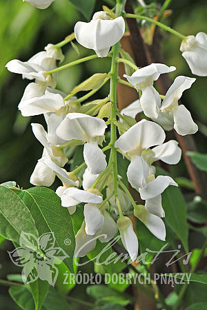 Wisteria brachybotrys 'White Silk'