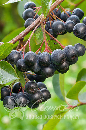 Aronia ×prunifolia 'Nero'