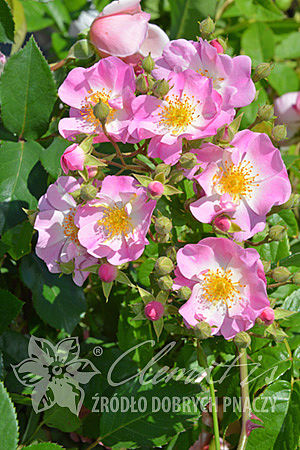 Rosa 'Apple Blossom'