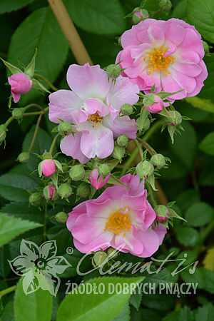 Rosa 'Apple Blossom'