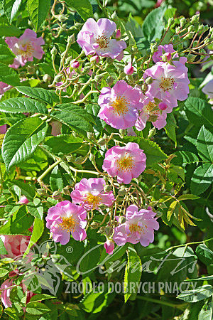 Rosa 'Apple Blossom'