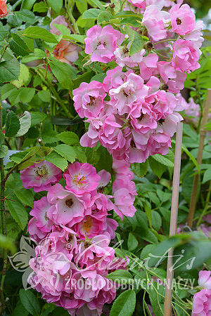 Rosa 'Apple Blossom'