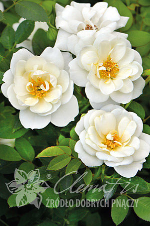 Rosa 'White Fairy'