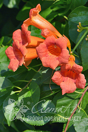 Campsis ×tagliabuana 'Guilfoylei'