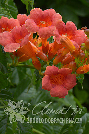 Campsis ×tagliabuana 'Guilfoylei'