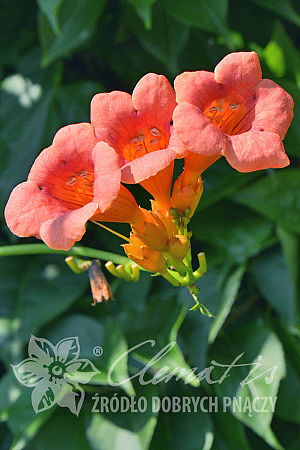 Campsis ×tagliabuana 'Guilfoylei'