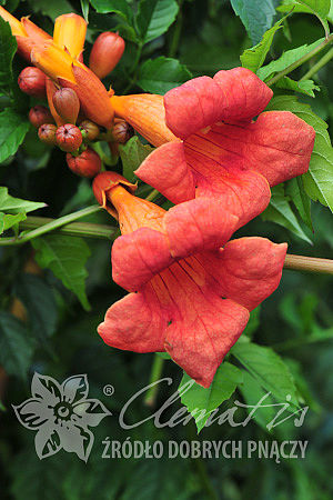 Campsis ×tagliabuana 'Guilfoylei'