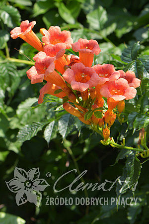 Campsis ×tagliabuana 'Guilfoylei'