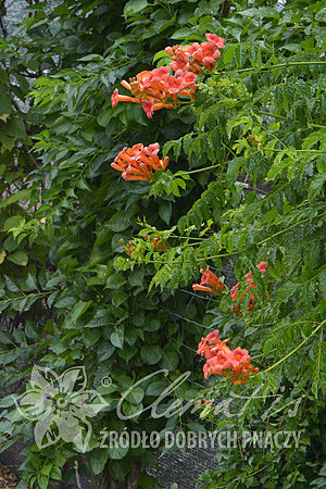 Campsis ×tagliabuana 'Guilfoylei'