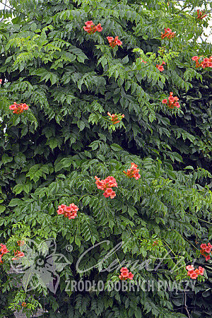 Campsis ×tagliabuana 'Guilfoylei'