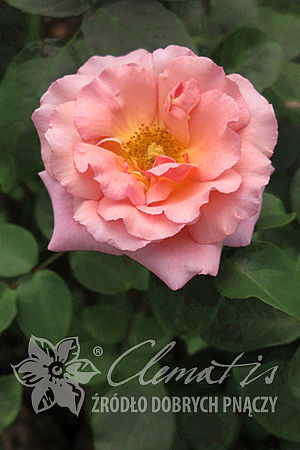 Rosa 'Compassion'