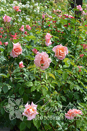 Rosa 'Compassion'