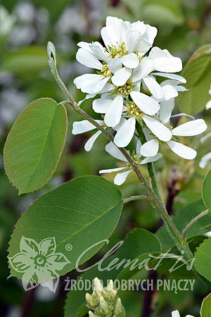 Amelanchier alnifolia 'Mandam'