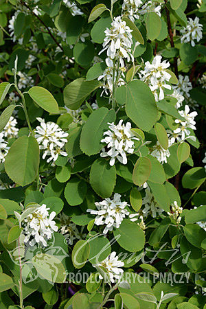 Amelanchier alnifolia 'Mandam'