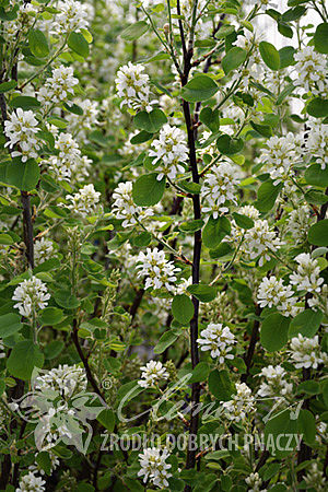 Amelanchier alnifolia 'Mandam'