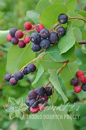 Amelanchier alnifolia 'Mandam'