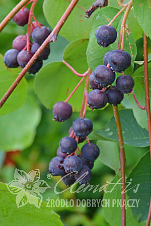 Amelanchier alnifolia 'Mandam'