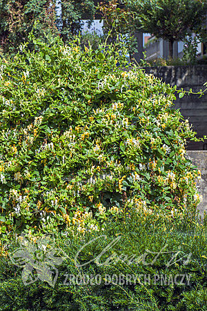 Lonicera japonica 'Halliana'