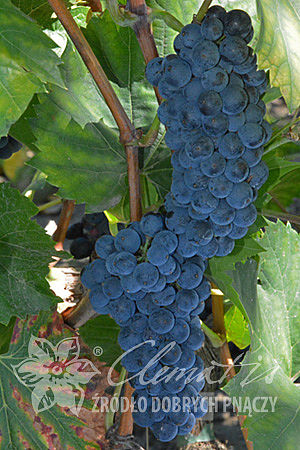 Vitis 'Marechal Foch'